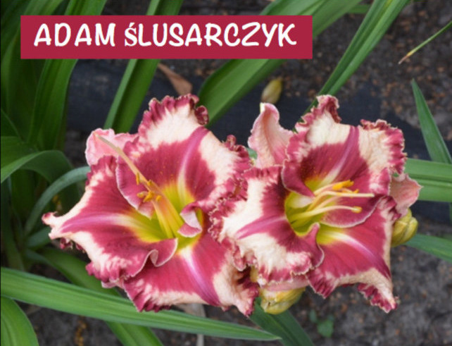 andrzejcelichowski1
