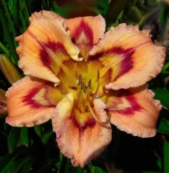 Fig.43 One Night Pollination